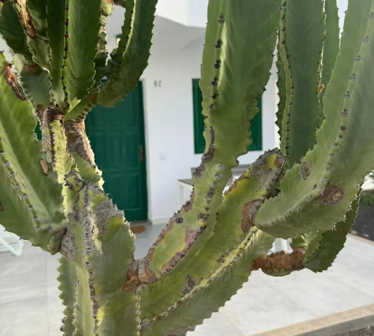 Cotillo Daire
